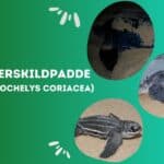 Læderskildpadde (Dermochelys coriacea)