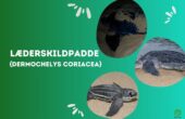 Læderskildpadde (Dermochelys coriacea)