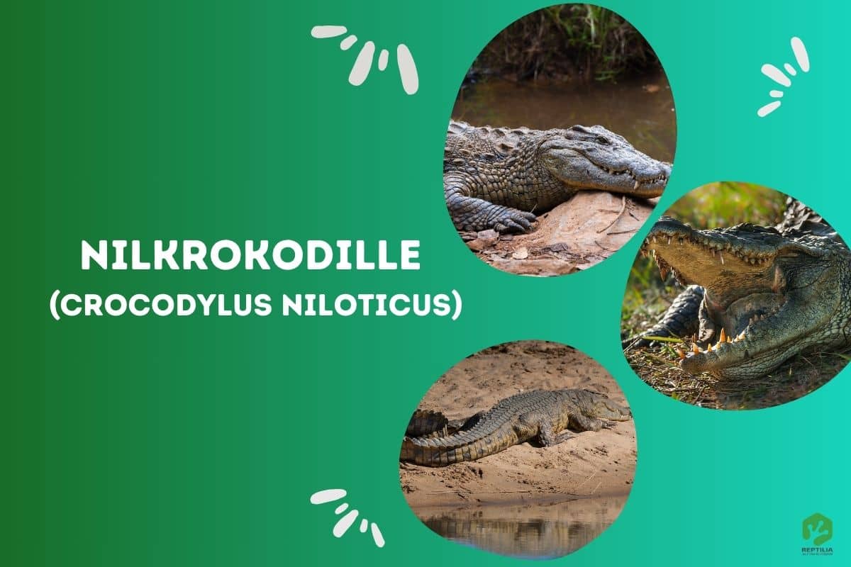 Nilkrokodille (Crocodylus niloticus)