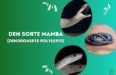 Sort Mamba (Dendroaspis polylepis)