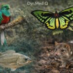 Dyr Med Q: 6 Spændende Dyr Der Starter Med Bogstavet "Q" dyr der starter med Q