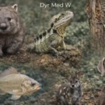 Dyr Med W: 9 Vidunderlige Dyr Der Starter Med "W" dyr der starter med W