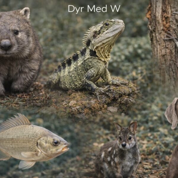 dyr der starter med W