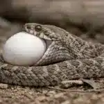 Har slanger knogler? Svaret vil overraske de fleste Æg-spisende slange (Dasypeltis scabra)