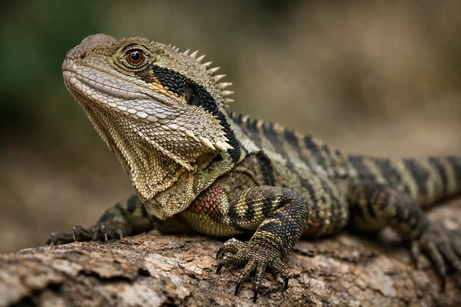 Mærkelige dyr – her er 10 af de underligste dyr i verden 3 Almindelig agam