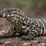 Almindelig båndvaran (Varanus salvator) Almindelig båndvaran (Varanus salvator)