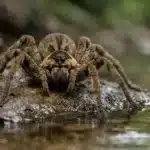 Verdens giftigste edderkopper: De 10 farligste Brasiliansk vandreedderkop