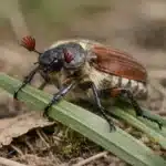 Gåsebille (Phyllopertha horticola): Alt du skal vide Gåsebille
