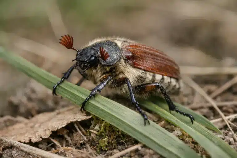 Gåsebille