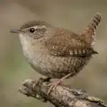 Gærdesmutte (Troglodytes troglodytes): Alt du skal vide Gærdesmutte