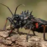 Giant Spiny Assassin Bug (Psytalla Horrida) Giant spiny assassin bug