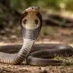 Indisk kobra "Brilleslange" (Naja Naja) Indisk Kobra - Brilleslange - Naja Naja