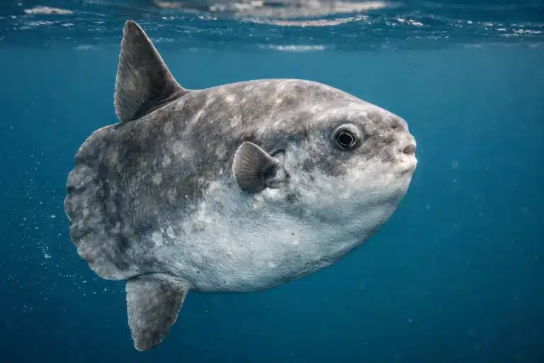 Klumpfisk