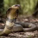 Verdens giftigste slanger Kongekobra (Ophiophagus hannah)