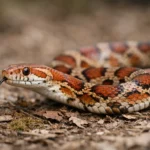 Kornsnog (Pantherophis guttatus) Kornsnog