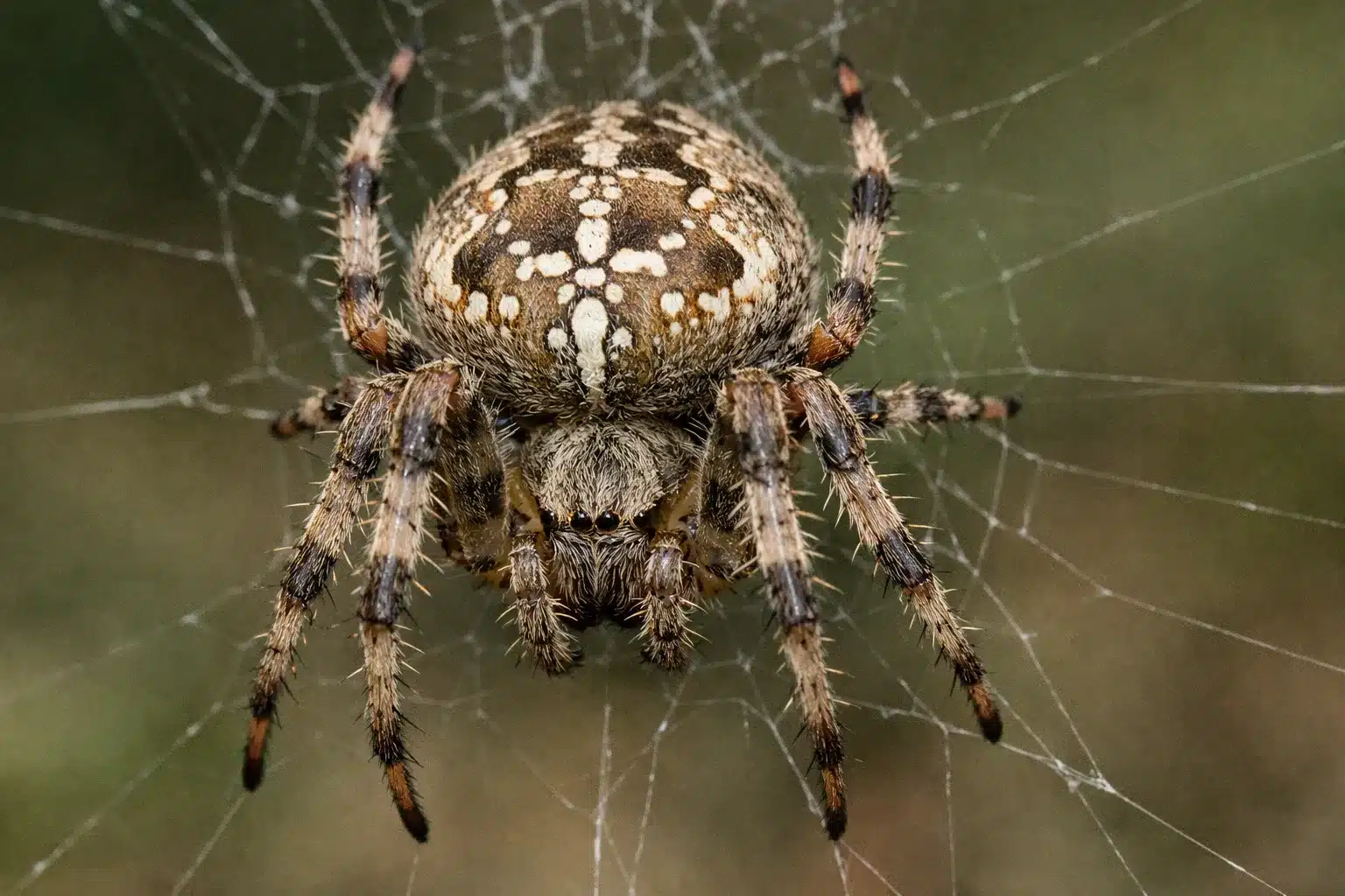 Giftige edderkopper i Danmark - De 12 der kan bide 5 Kvadratedderkop