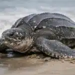 Læderskildpadde (Dermochelys coriacea) Læderskildpadde (Dermochelys coriacea)