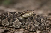 Lanseslange (Bothrops asper)