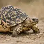 Skildpadder som kæledyr Leopardskildpadde