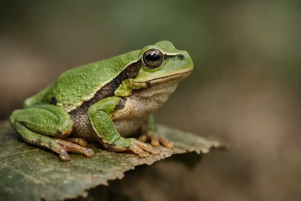 Løvfrø (Hyla Arborea) 2 Løvfrø