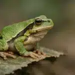 Hvad spiser frøer? Frøers mangfoldige kost og deres rolle i naturen Løvfrø