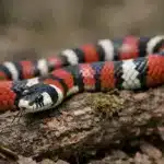 Mælkesnog (Lampropeltis triangulum) Mælkesnog (Lampropeltis triangulum)