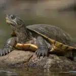 Guide til pasning af sumpskildpadde Mary flodskildpadde