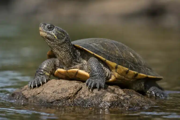 Mary flodskildpadde