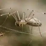 Mejeredderkop (Pholcus phalangioides) Mejeredderkop