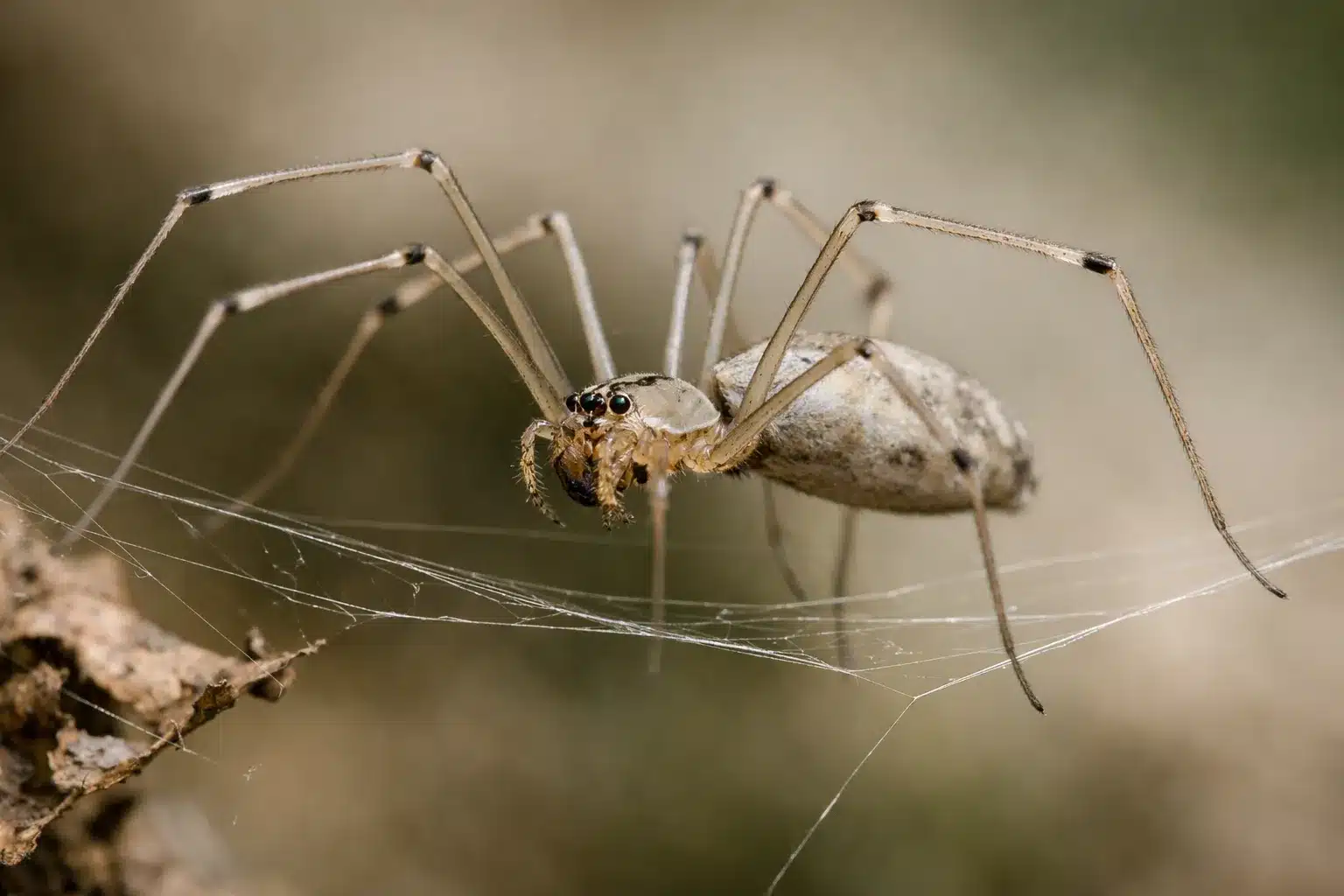 Reptilia 20 Mejeredderkop