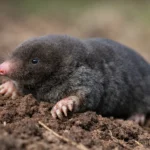 Muldvarp (Talpa europaea) - Viden & bekæmpelse af muldvarpe Muldvarp