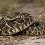 Østlig Diamant Klapperslange (Crotalus adamanteus) Østlig Diamant Klapperslange (Crotalus adamanteus)