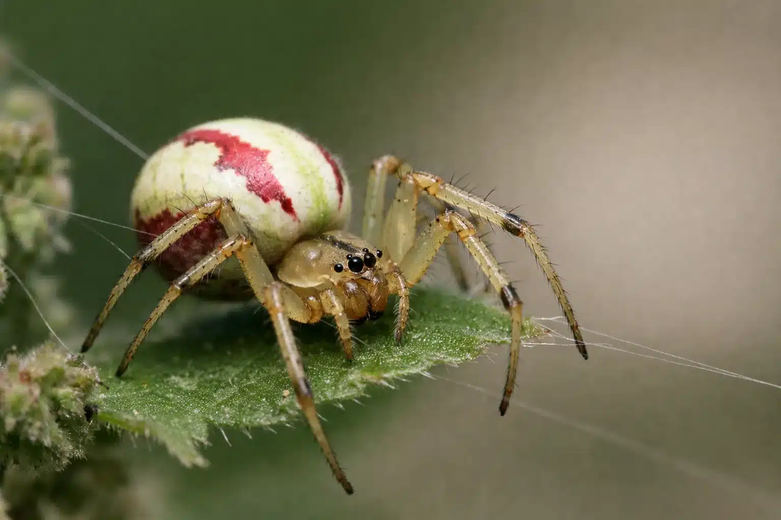 Giftige edderkopper i Danmark - De 12 der kan bide 6 Perleedderkop