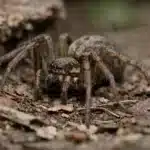 Giftige edderkopper i Danmark - De 12 der kan bide Ruderat-husedderkop (Eratigena agrestis)