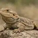 Skægagame (Pogona vitticeps) Skægagame (Pogona vitticeps)