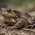 Skrubtudse (Bufo Bufo) Skrubtudse (Bufo bufo)