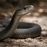 Sort Mamba (Dendroaspis polylepis) Sort mamba (Dendroaspis polylepis)