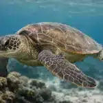 Suppeskildpadde (Chelonia mydas) Suppeskildpadden (Chelonia mydas)