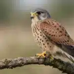 Tårnfalk (Falco tinnunculus): Danmarks Elegante Rovfugl Tårnfalk