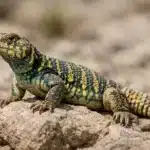 Tornhaleagame (Uromastyx ornata) Uromastyx ornata tornhaleagame