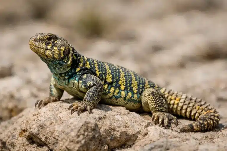 Uromastyx ornata tornhaleagame