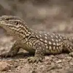 Steppevaran (Varanus exanthematicus) Tornhalevaran (Varanus acanthurus)