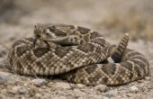 Vestlig Diamant Klapperslange (Crotalus atrox)