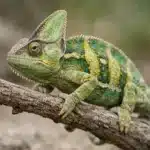 Yemen kamæleon (Chamaeleo calyptratus) Yemen kamæleon - Chamaeleo calyptratus