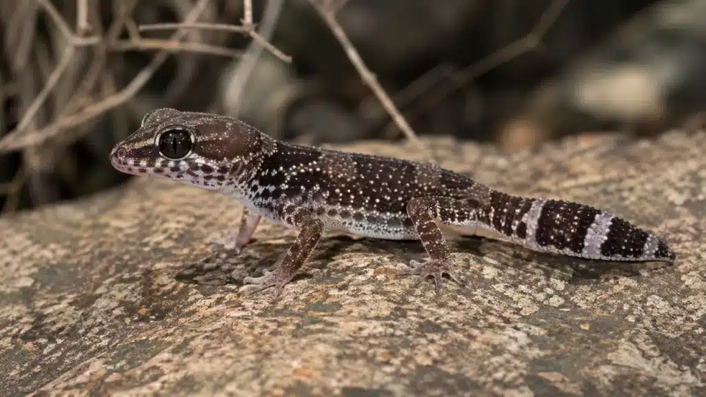 Afrikansk fedthale gekko (Hemitheconyx caudicinctus) 2 Afrikansk fedthale gekkoHemitheconyx caudicinctus