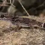 Afrikansk fedthale gekko (Hemitheconyx caudicinctus) Afrikansk fedthale gekko+Hemitheconyx caudicinctus