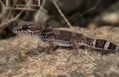 Afrikansk fedthale gekko (Hemitheconyx caudicinctus)
