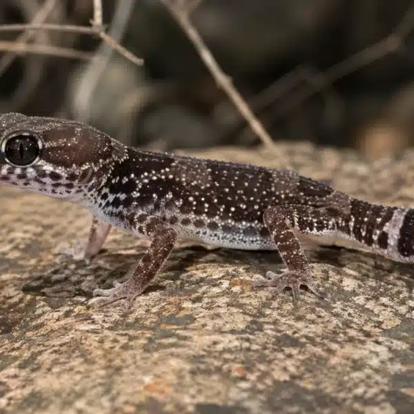 Afrikansk fedthale gekko (Hemitheconyx caudicinctus)