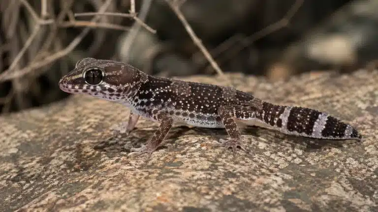 Afrikansk fedthale gekkoHemitheconyx caudicinctus