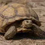 Afrikansk sporeskildpadde (Centrochelys sulcata) Afrikansk sporeskildpadde+Centrochelys sulcata